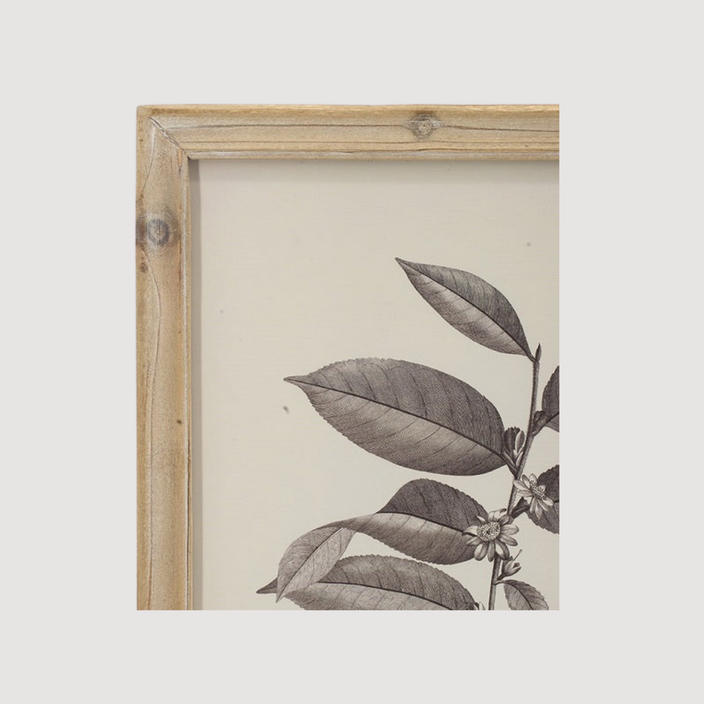 Set of 4 Botanical Wall Décor Frames
